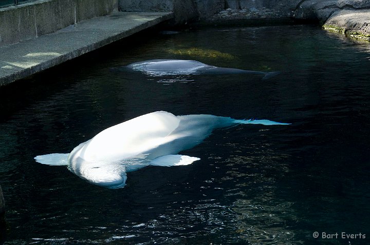 DSC_6934.jpg - The Vancouver Aquarium: Beluga whale